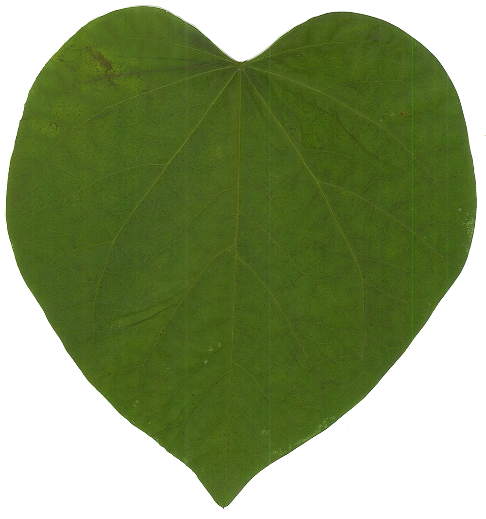 Leaf Love